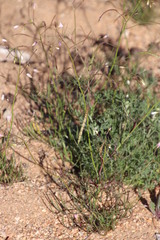 Heliophila variabilis