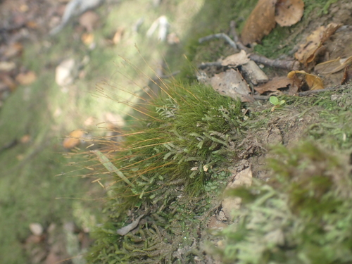 Ditrichum cylindricarpum observed 2025-05-25