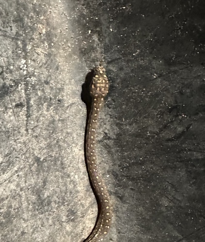 Diamond Python sighting