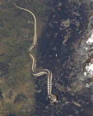 Thamnophis cyrtopsis