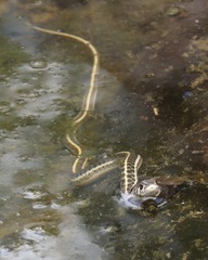 Thamnophis cyrtopsis