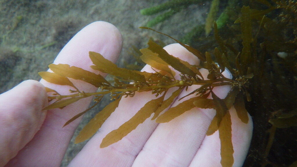 Sargassum acinarium