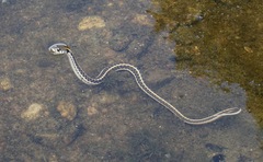 Thamnophis cyrtopsis