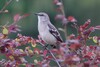 Eastern Mockingbird - Photo (c) Sean Cozart, some rights reserved (CC BY-NC), uploaded by Sean Cozart