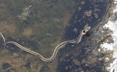 Thamnophis cyrtopsis