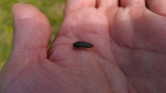 Acmaeodera haemorrhoa