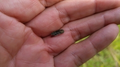 Acmaeodera haemorrhoa