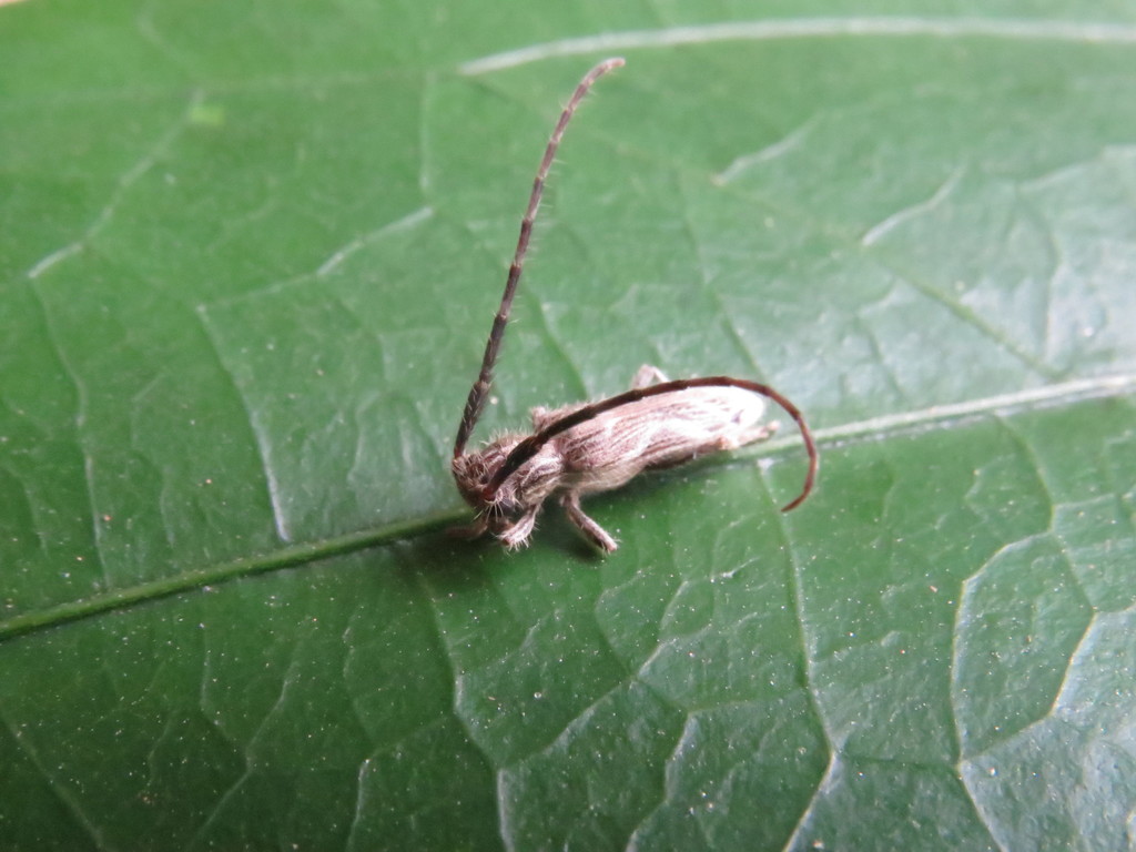 Recchia parvula