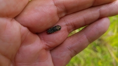 Acmaeodera haemorrhoa