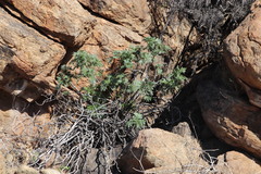 Melianthus pectinatus