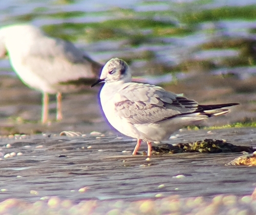 Gaviota de Bonaparte (Chroicocephalus philadelphia)
