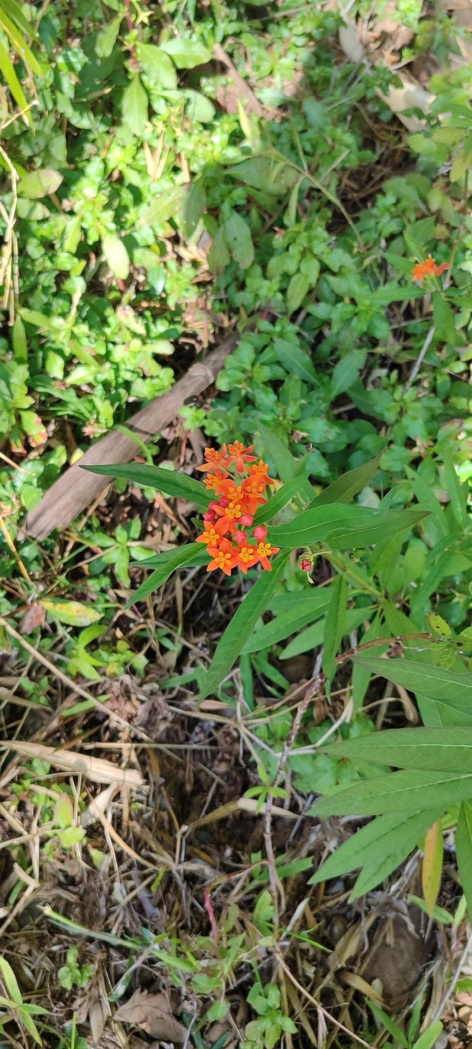 Asclepias curassavica