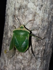 Nezara viridula