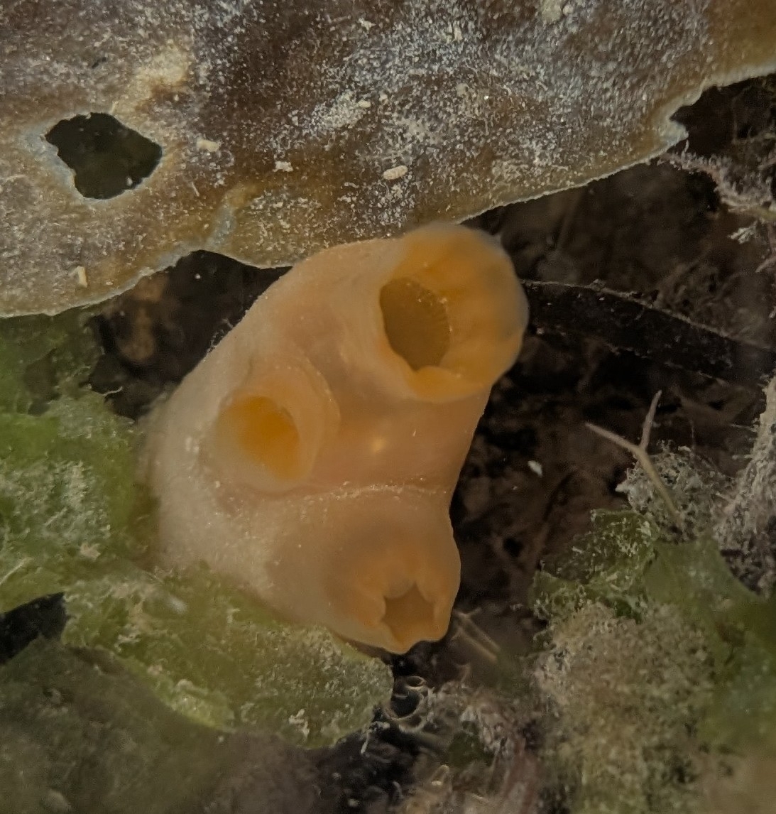 Ciona intestinalis (Linnaeus, 1767)
