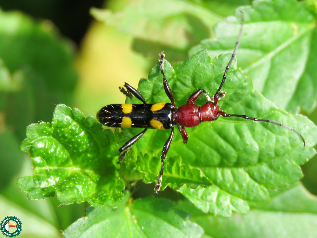 Stenygra conspicua
