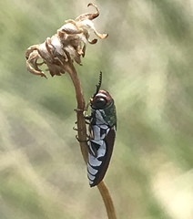 Agrilus pulchellus