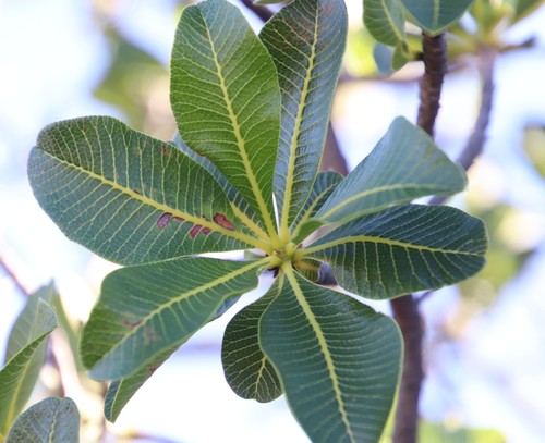 Image of Ozoroa dispar by (c) Tony Rebelo, some rights reserved (CC BY-SA)