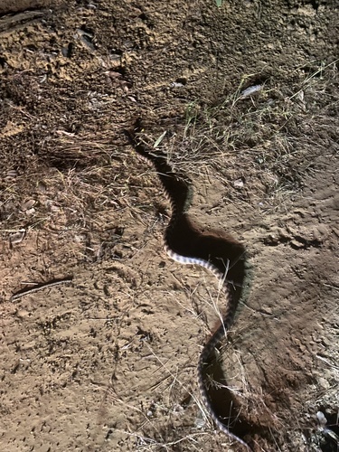 Black-headed Python sighting