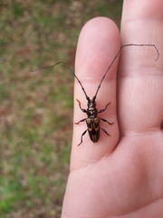 Martinsellus signatus