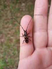 Martinsellus signatus