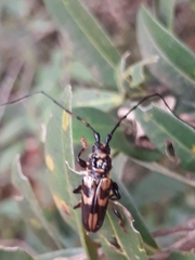 Martinsellus signatus