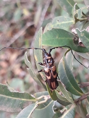 Martinsellus signatus