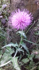 Cirsium rhaphilepis
