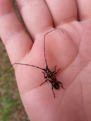 Martinsellus signatus