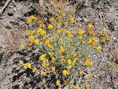 Eriophyllum ambiguum