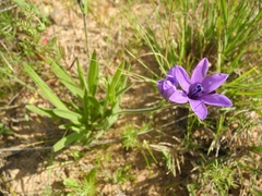 Babiana angustifolia