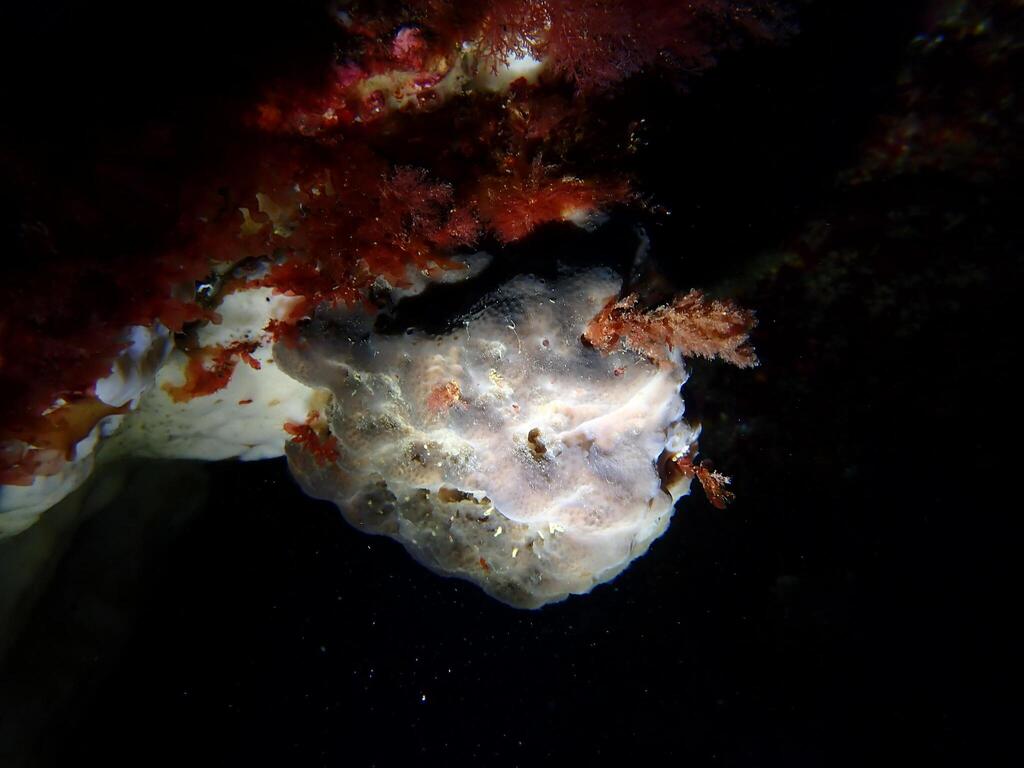 Cacospongia mollior