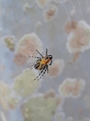 Alpaida grayi