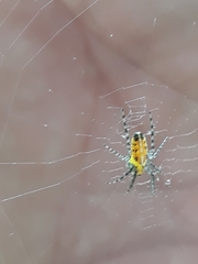 Alpaida grayi