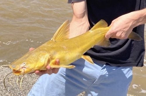 Geelbagger (Sciades parkeri) — Ariidae — 5