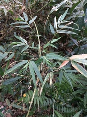 Chusquea ramosissima