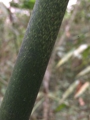 Merostachys