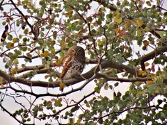 Glaucidium capense
