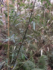 Merostachys