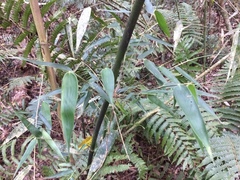 Merostachys