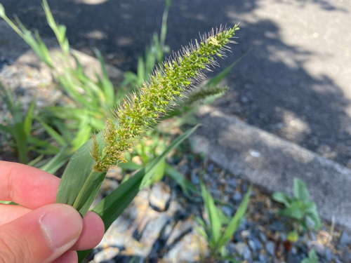 Setaria adhaerens observed 2025-05-25