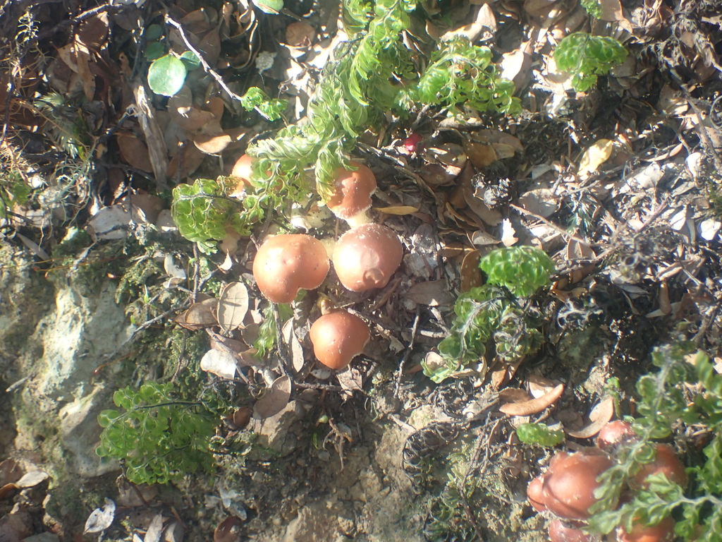 Hypholoma australianum · May 2025 · photo: © pdbellbutler (iNaturalist, cc-by)