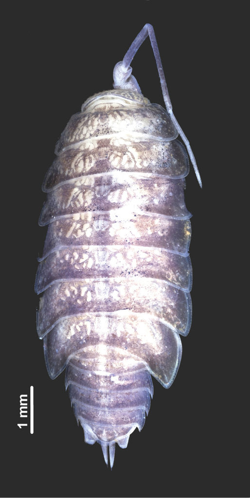 Hawaiioscia