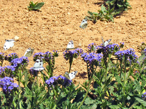 Heliotropium amplexicaule