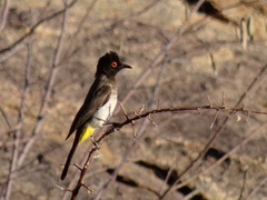 Pycnonotus nigricans