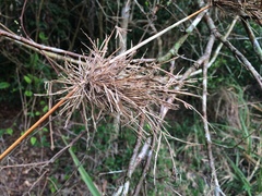 Chusquea ramosissima