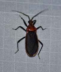 Rhiginia cinctiventris