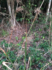 Chusquea ramosissima