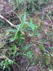 Chusquea ramosissima