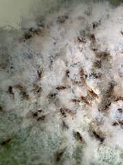 Phylloplecta tripunctata