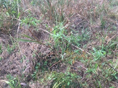 Chusquea ramosissima